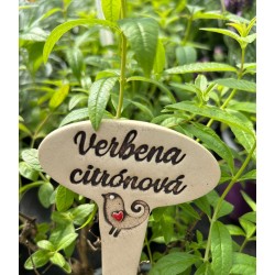 Zápich citronová verbena